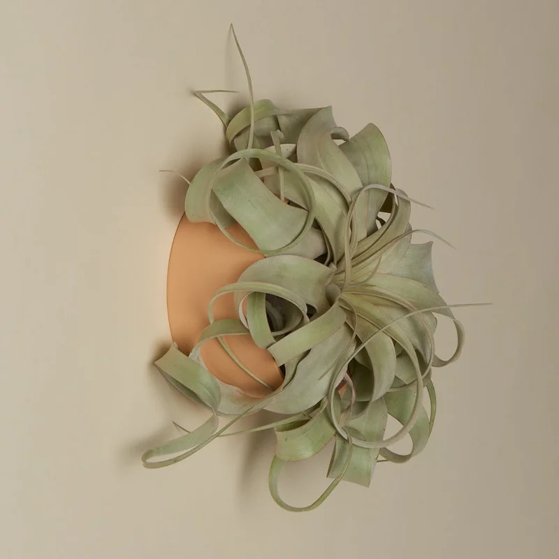 Air Plant Holders Grapefruit